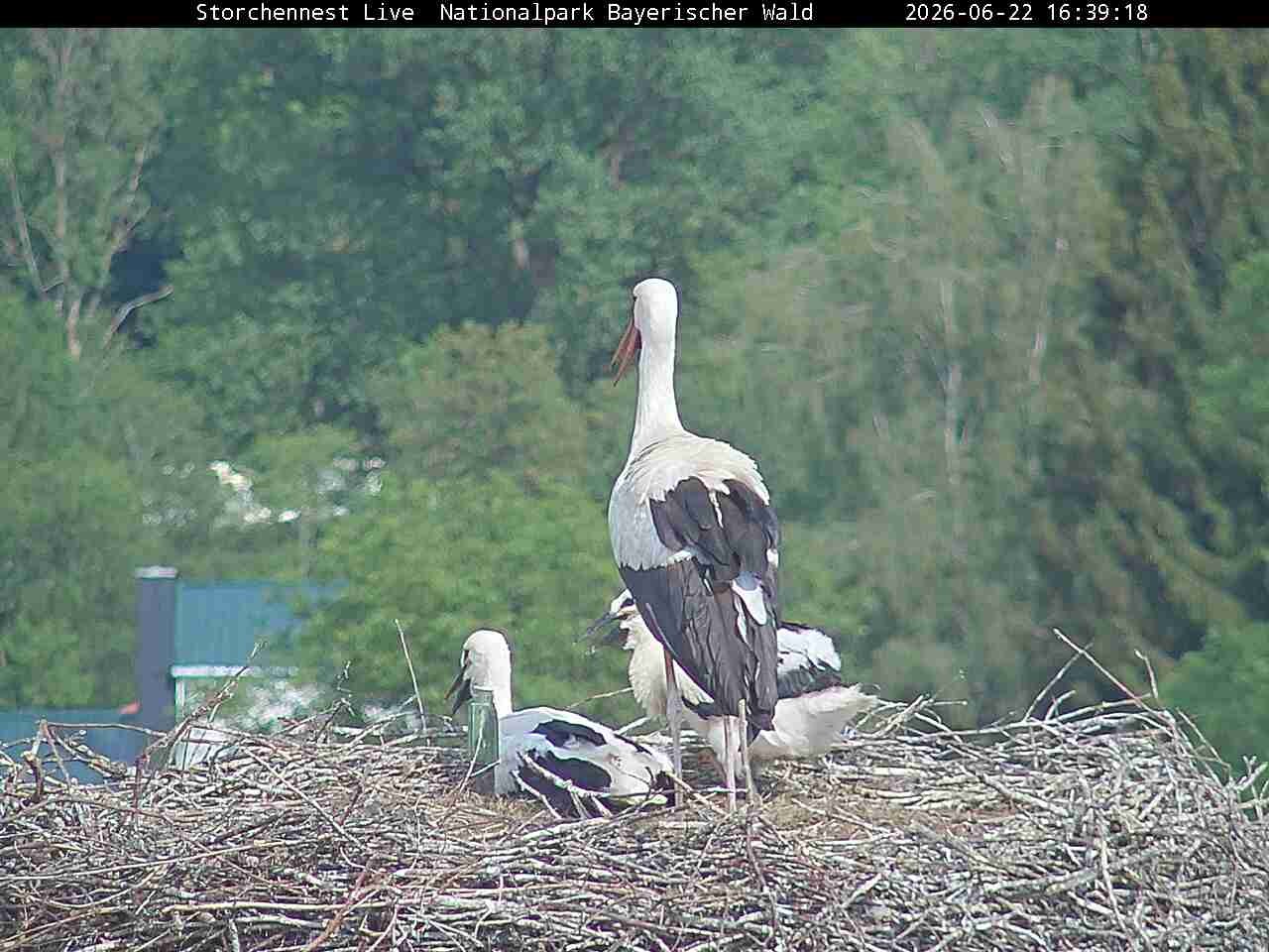Archived image Webcam Bavarian Forest National Park - Stork Nest