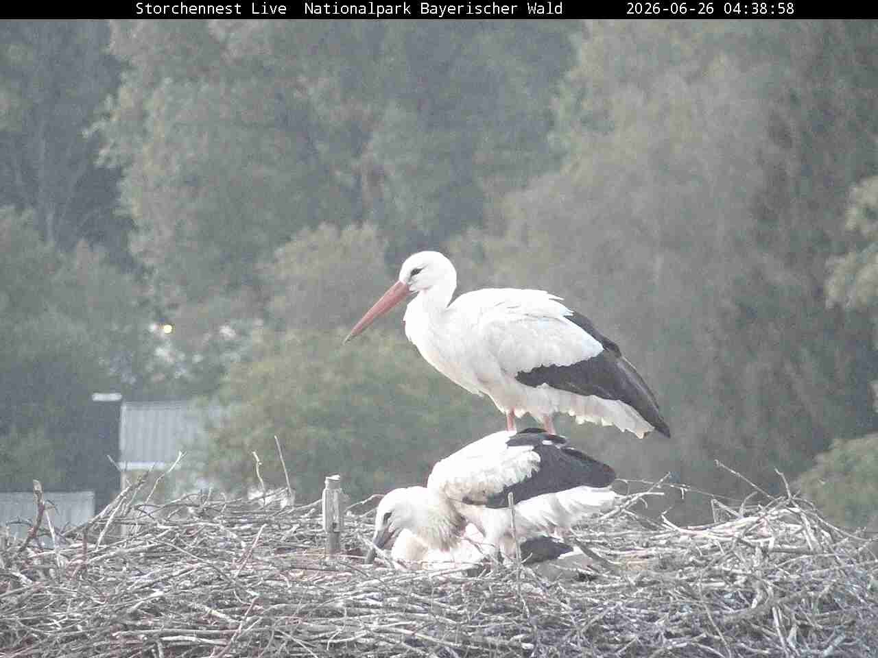 Archived image Webcam Bavarian Forest National Park - Stork Nest