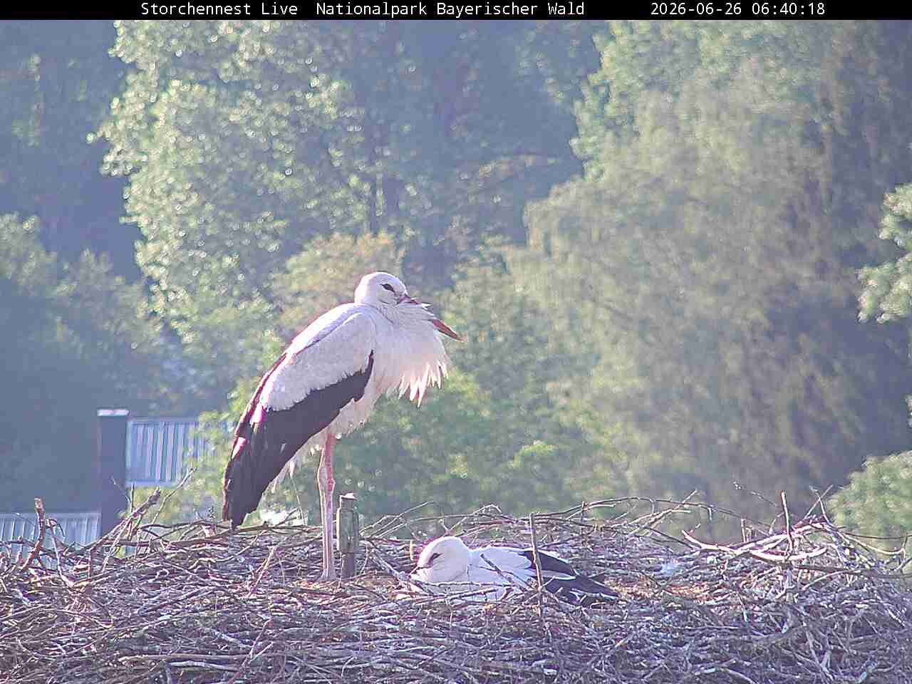 Archived image Webcam Bavarian Forest National Park - Stork Nest