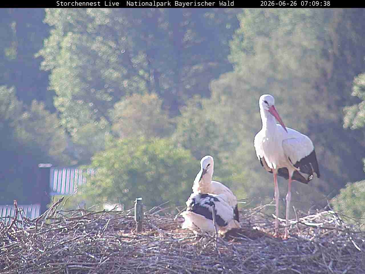 Archived image Webcam Bavarian Forest National Park - Stork Nest