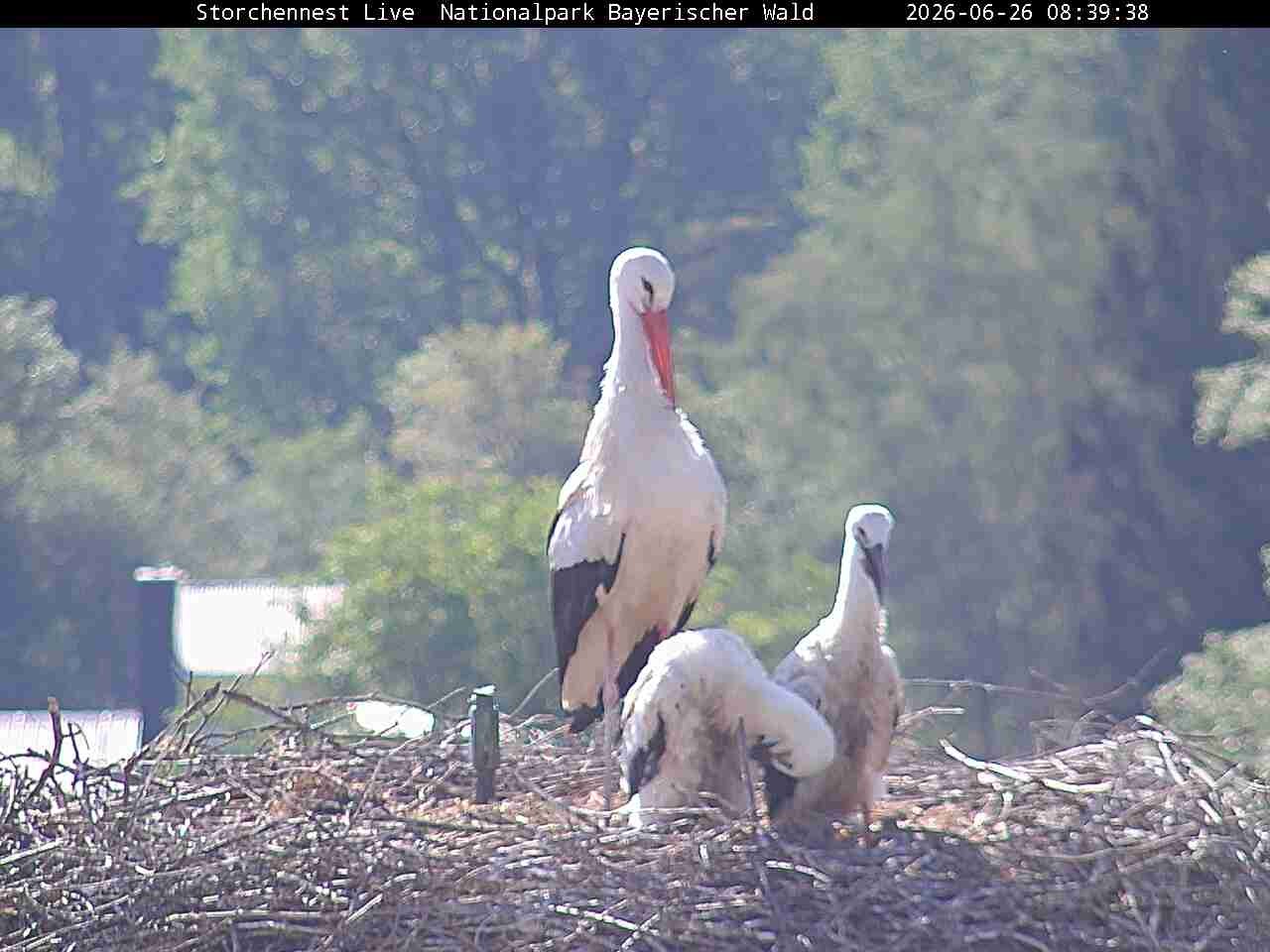 Archived image Webcam Bavarian Forest National Park - Stork Nest