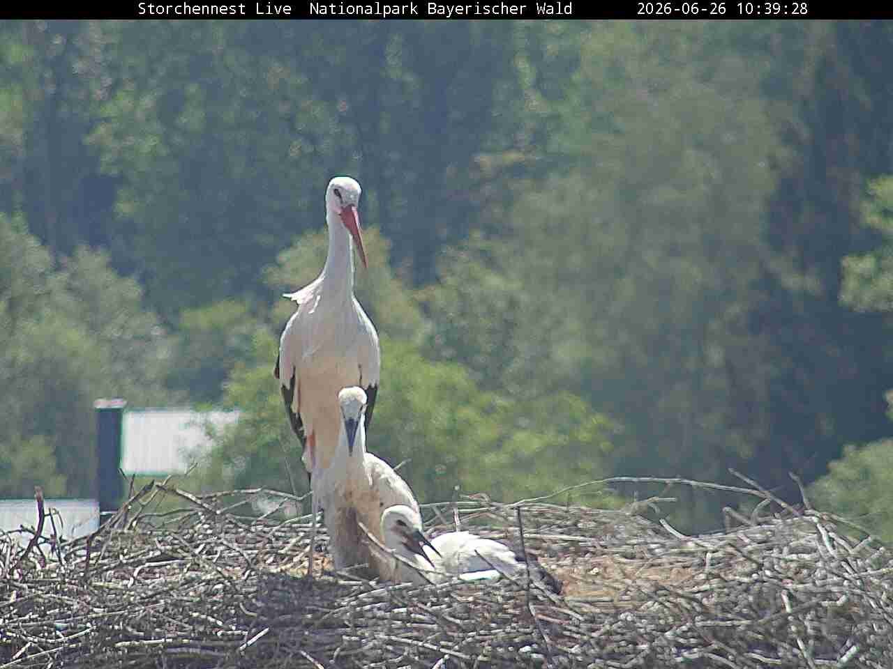 Archived image Webcam Bavarian Forest National Park - Stork Nest