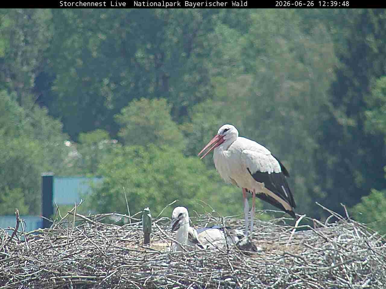 Archived image Webcam Bavarian Forest National Park - Stork Nest