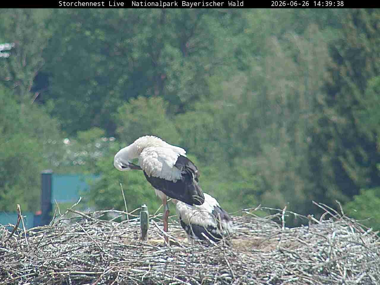 Archived image Webcam Bavarian Forest National Park - Stork Nest