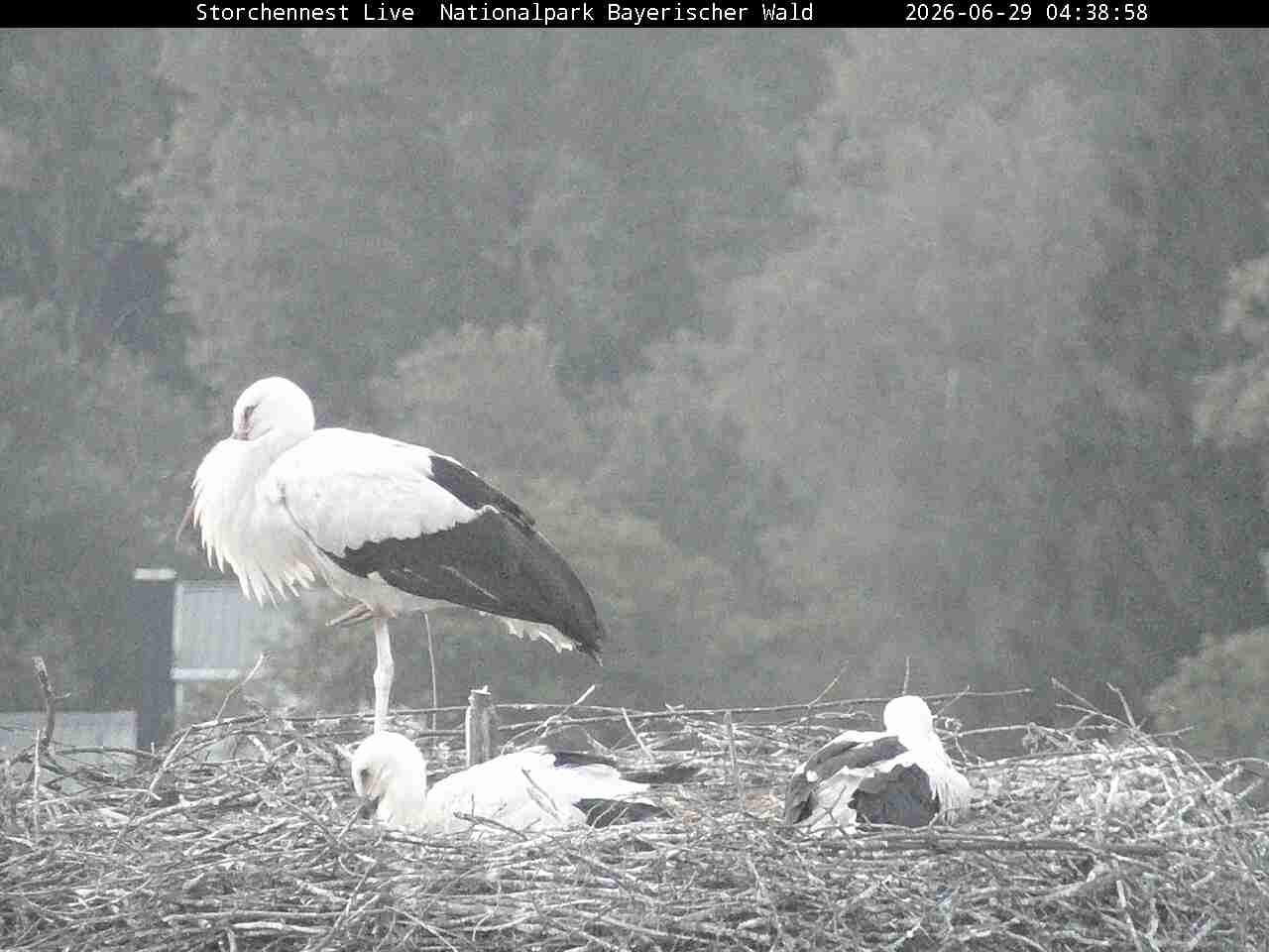 Archiv Foto Webcam Nationalpark Bayerischer Wald - Storchennest - Grafenau