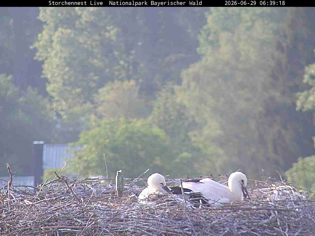 Archiv Foto Webcam Nationalpark Bayerischer Wald - Storchennest - Grafenau