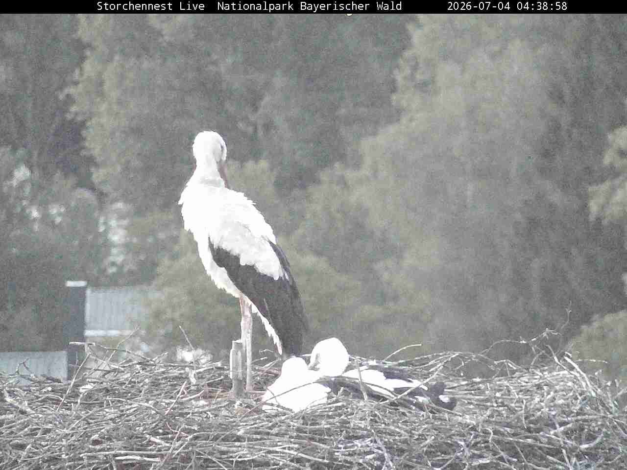 Archiv Foto Webcam Nationalpark Bayerischer Wald - Storchennest - Grafenau