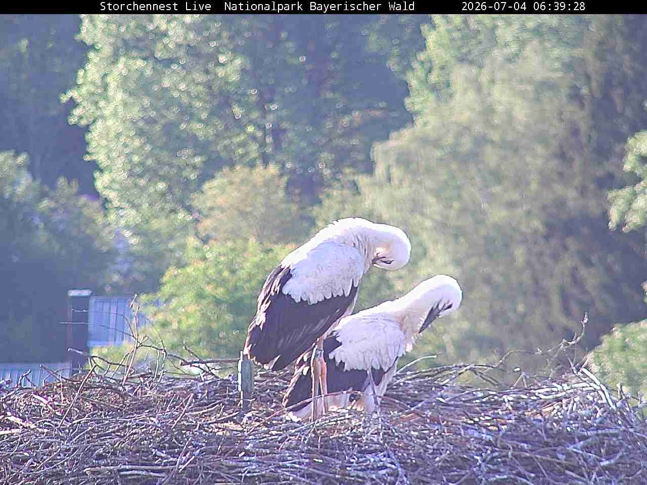 Archiv Foto Webcam Nationalpark Bayerischer Wald - Storchennest - Grafenau