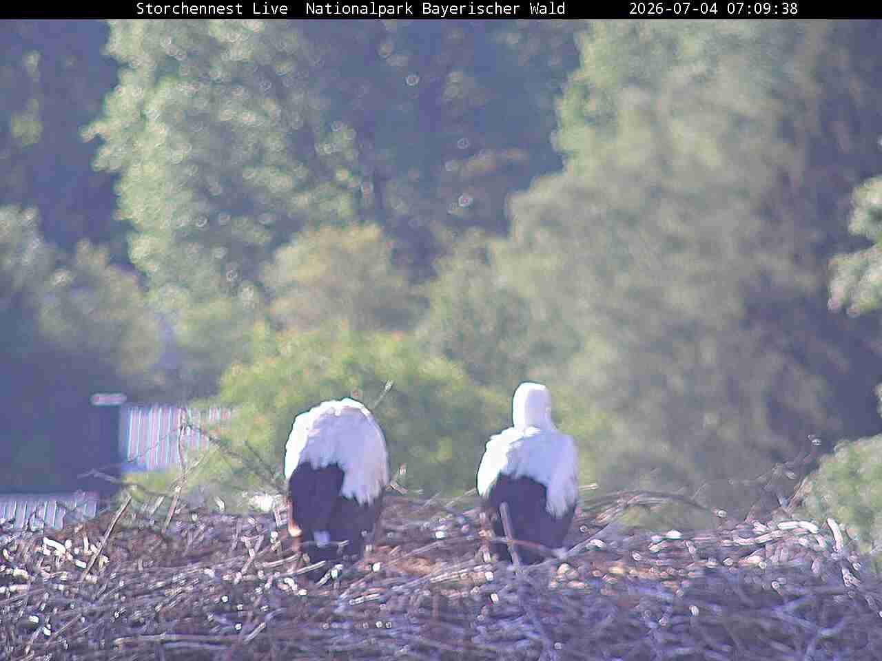 Archiv Foto Webcam Nationalpark Bayerischer Wald - Storchennest - Grafenau