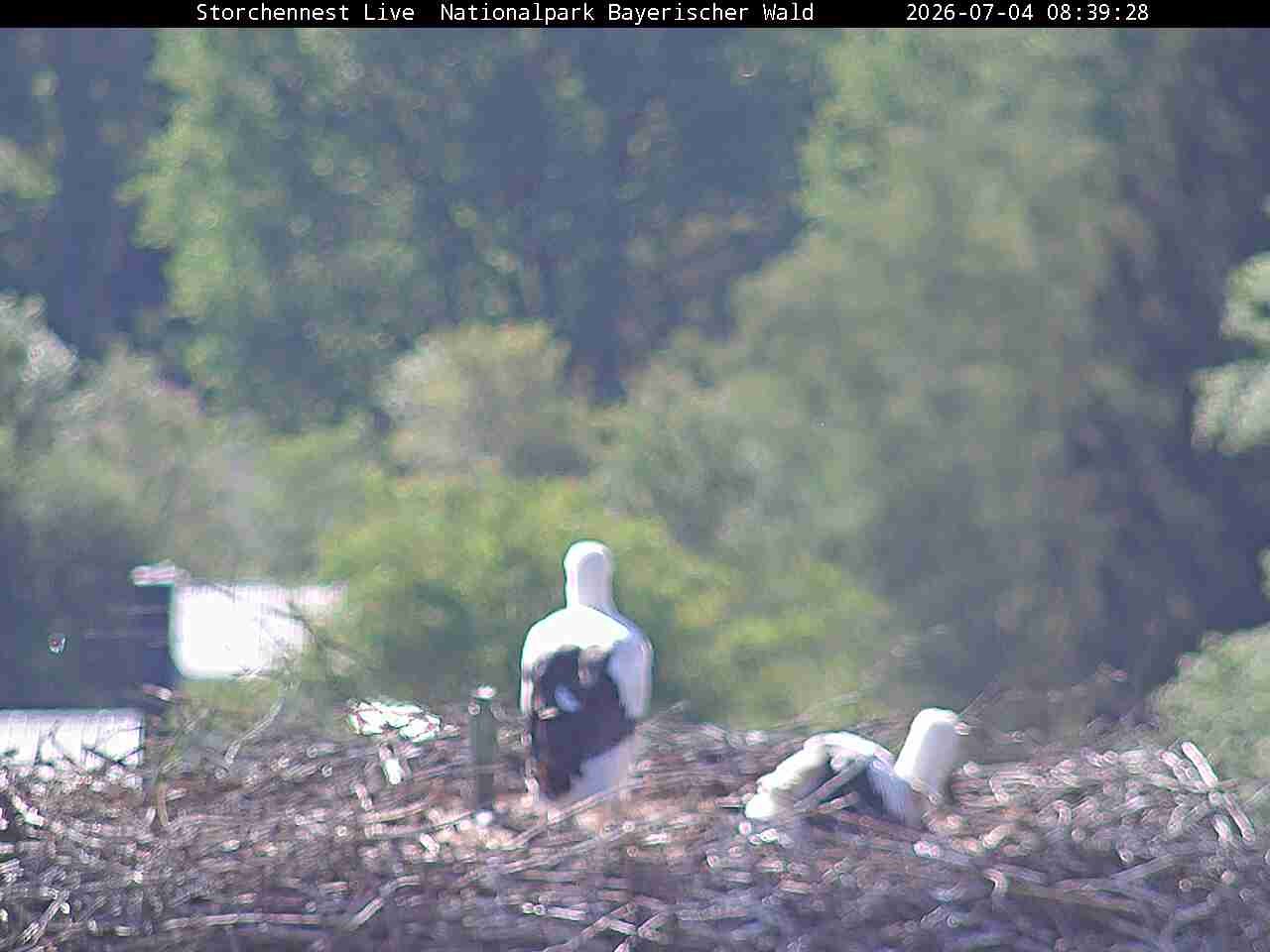 Archiv Foto Webcam Nationalpark Bayerischer Wald - Storchennest - Grafenau
