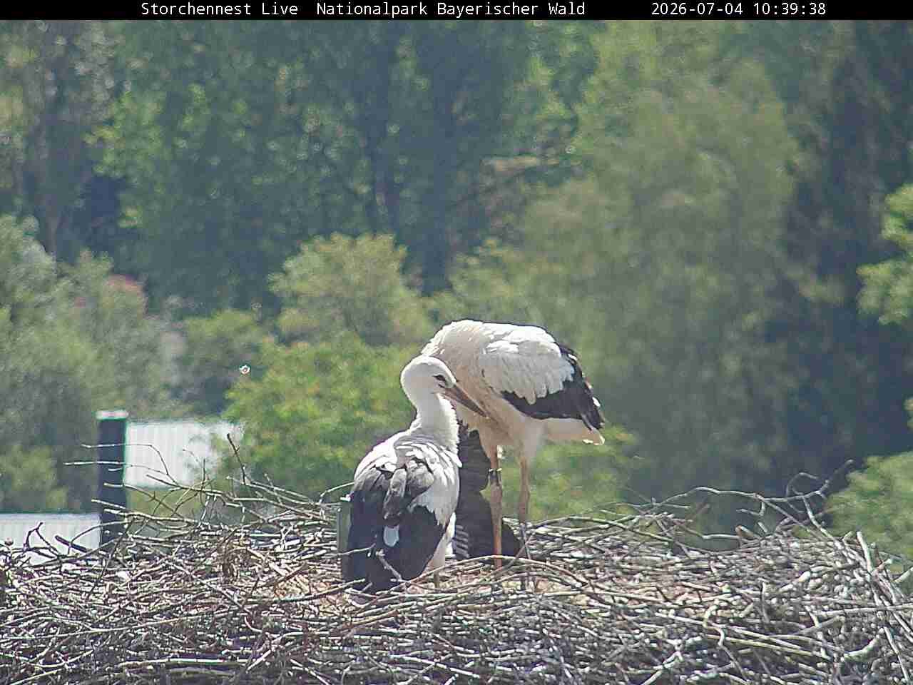 Archiv Foto Webcam Nationalpark Bayerischer Wald - Storchennest - Grafenau