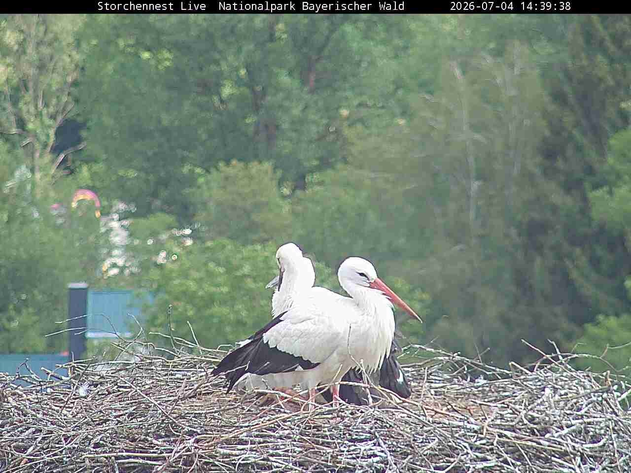 Archiv Foto Webcam Nationalpark Bayerischer Wald - Storchennest - Grafenau