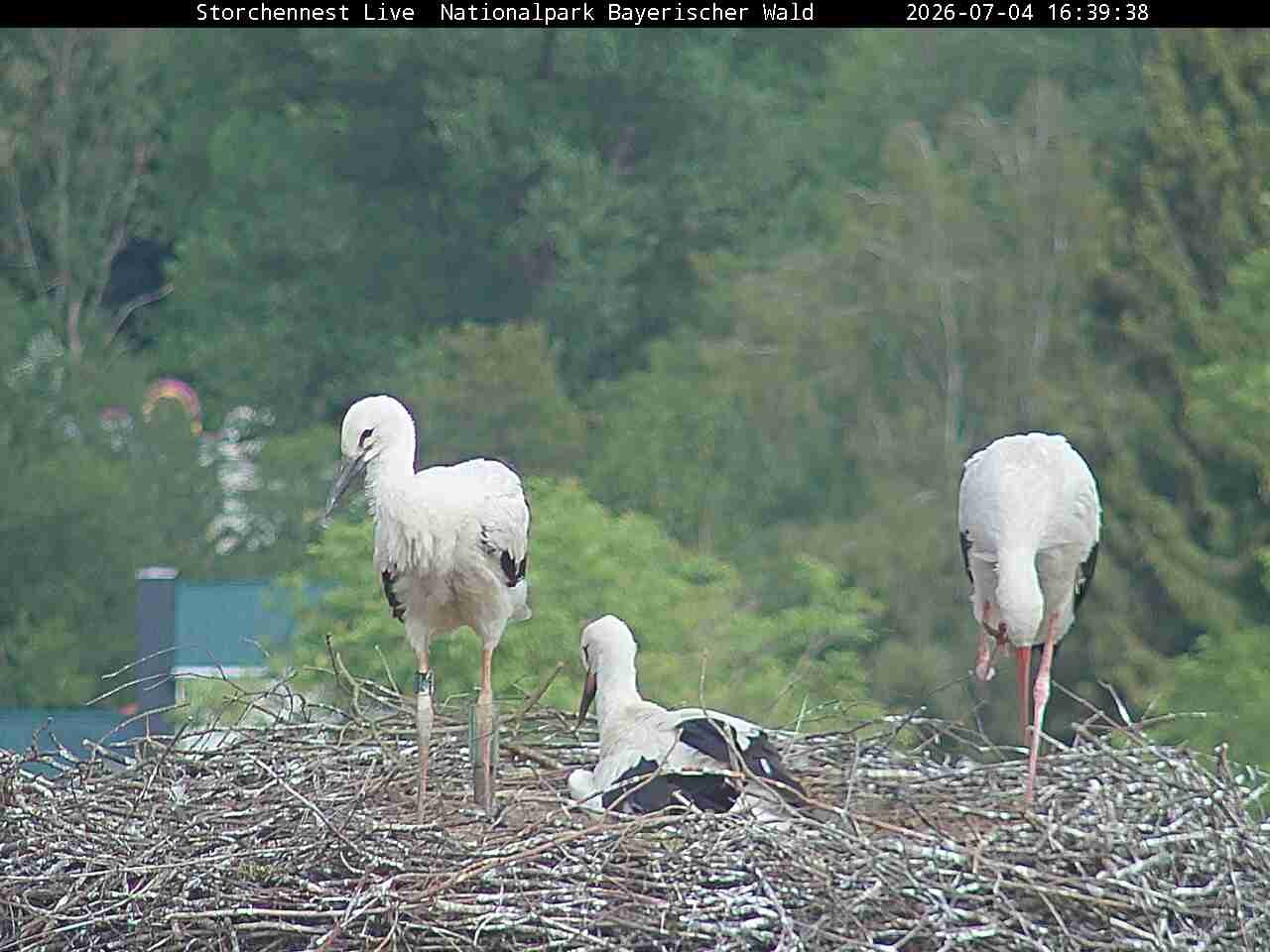 Archiv Foto Webcam Nationalpark Bayerischer Wald - Storchennest - Grafenau
