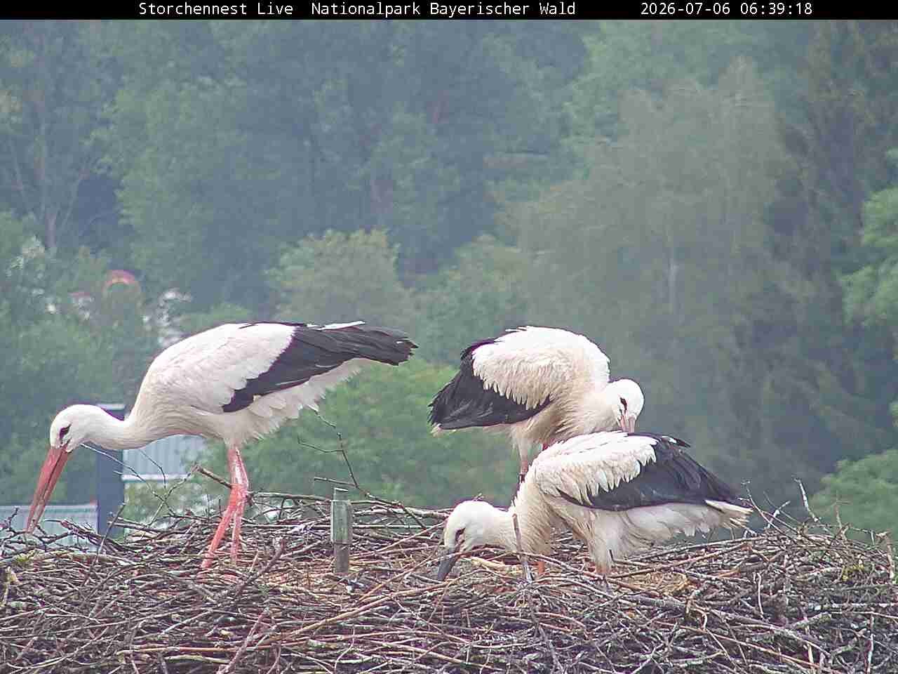 Archiv Foto Webcam Nationalpark Bayerischer Wald - Storchennest - Grafenau