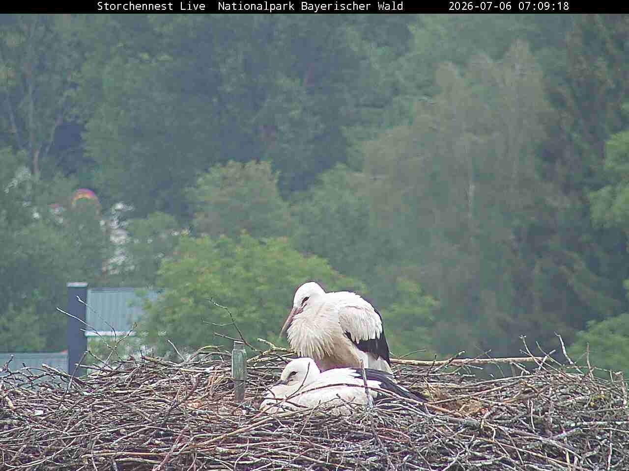 Archiv Foto Webcam Nationalpark Bayerischer Wald - Storchennest - Grafenau