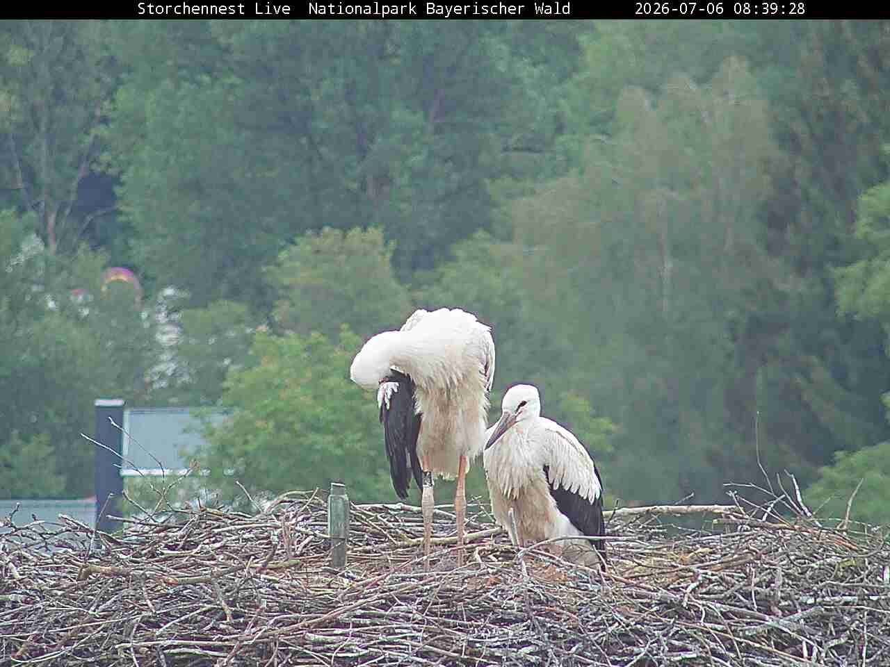 Archiv Foto Webcam Nationalpark Bayerischer Wald - Storchennest - Grafenau