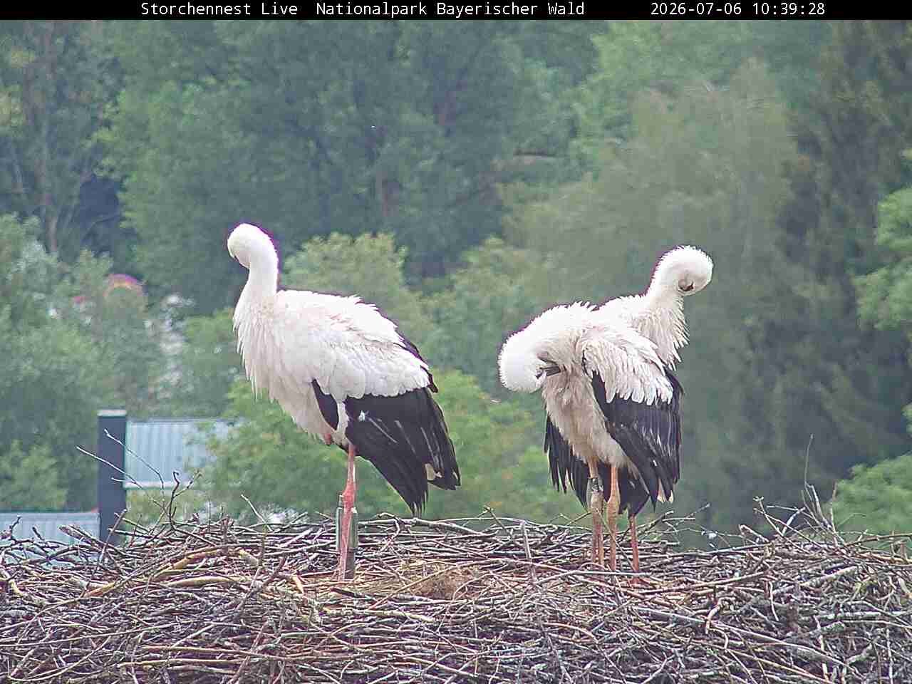 Archiv Foto Webcam Nationalpark Bayerischer Wald - Storchennest - Grafenau