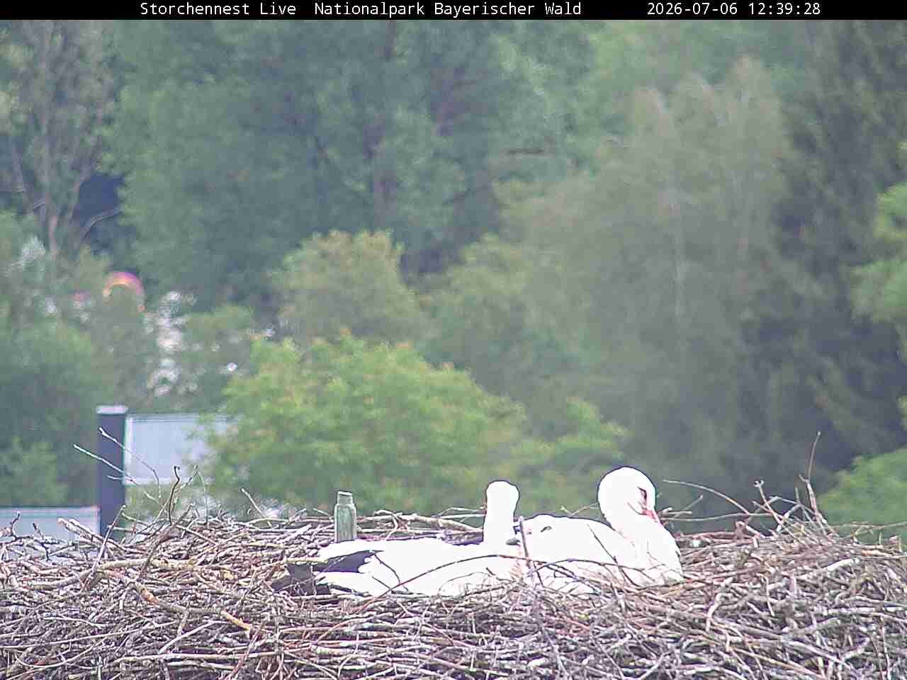 Archiv Foto Webcam Nationalpark Bayerischer Wald - Storchennest - Grafenau