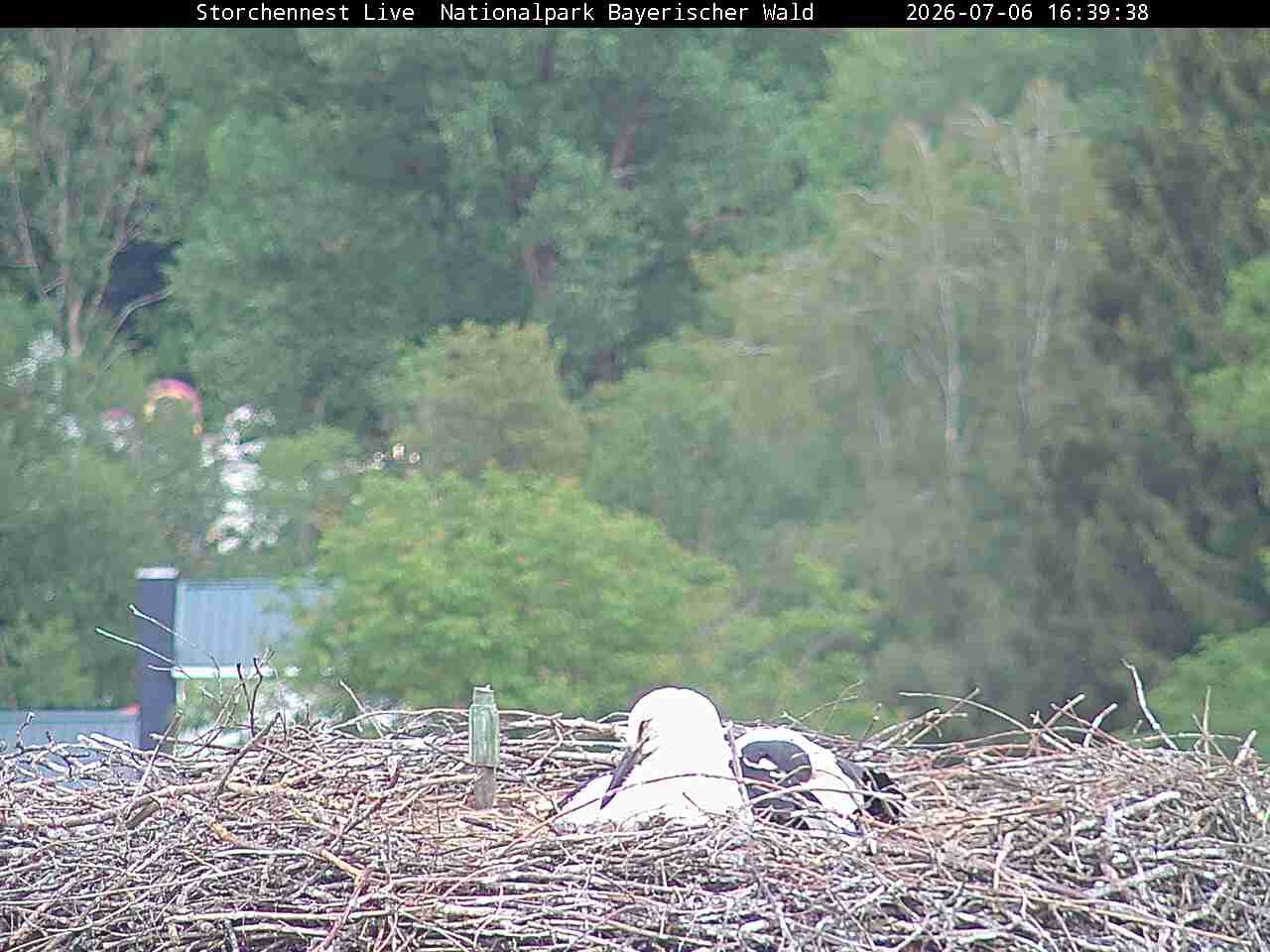 Archiv Foto Webcam Nationalpark Bayerischer Wald - Storchennest - Grafenau
