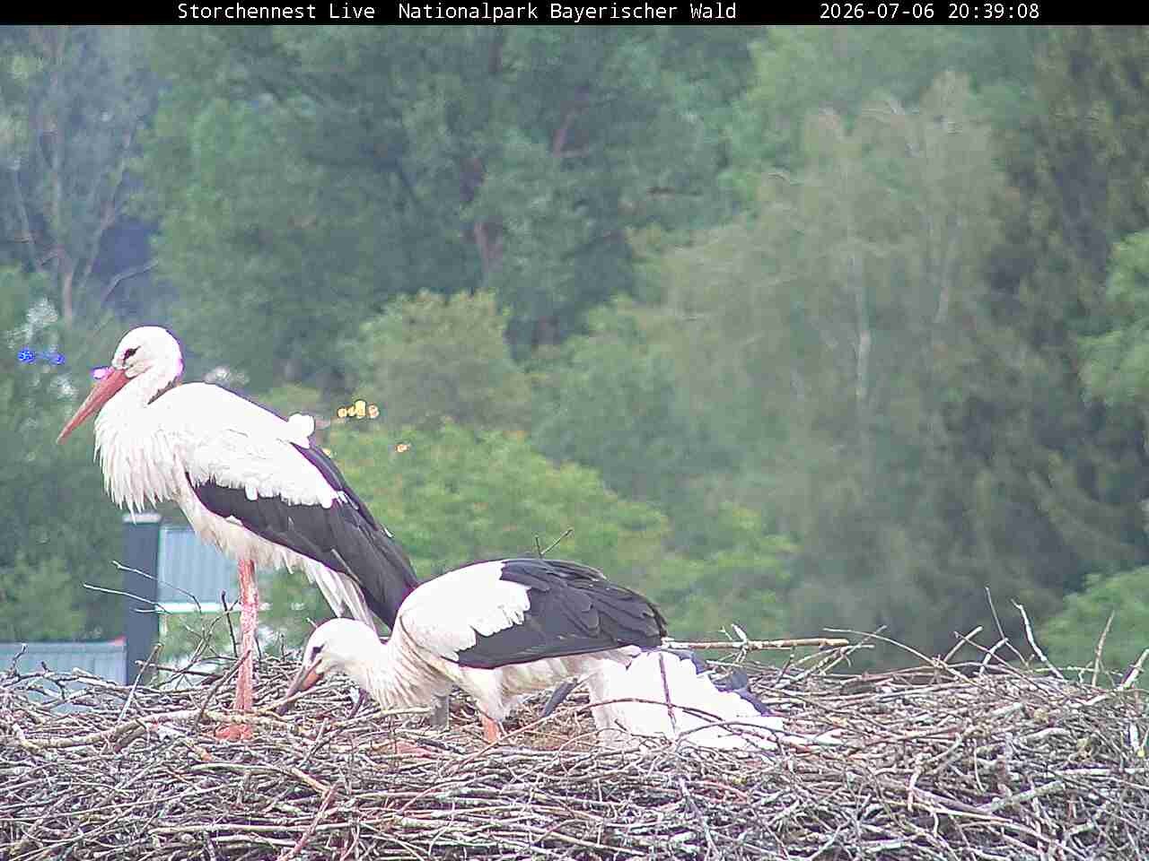 Archived image Webcam Bavarian Forest National Park - Stork Nest