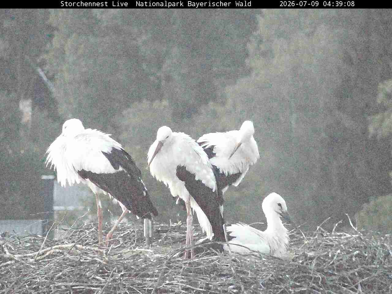 Archiv Foto Webcam Nationalpark Bayerischer Wald - Storchennest - Grafenau