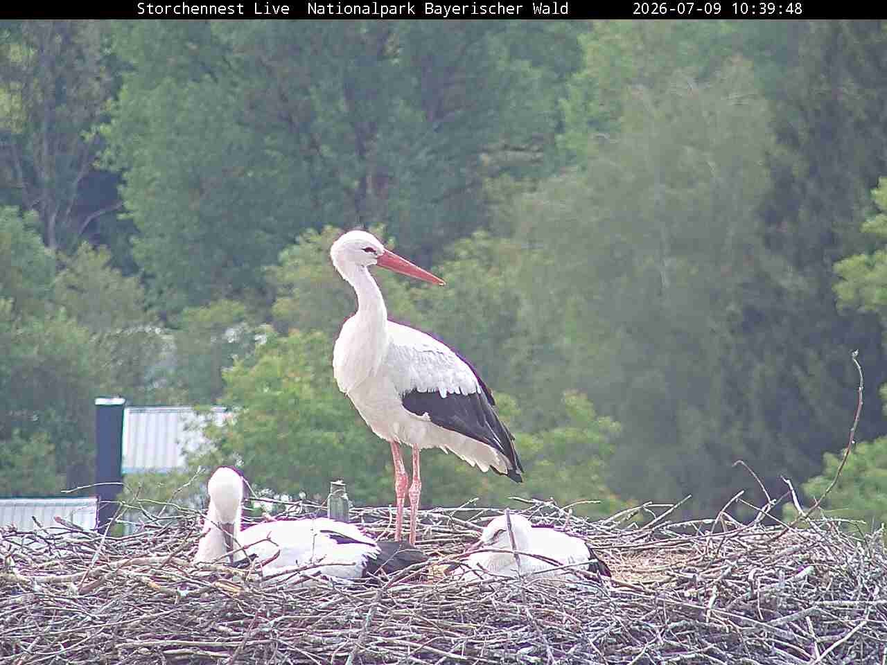 Archiv Foto Webcam Nationalpark Bayerischer Wald - Storchennest - Grafenau