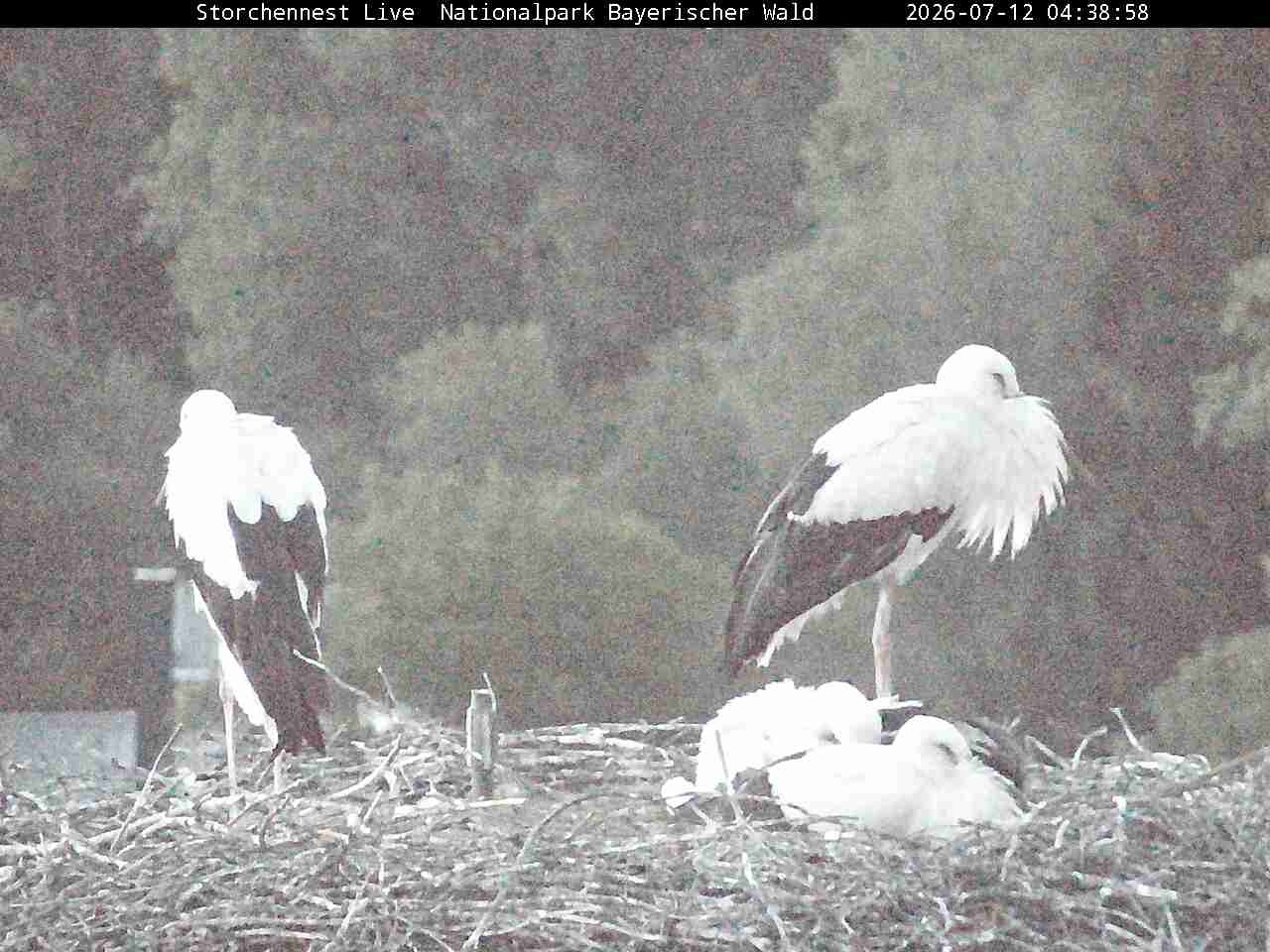 Archiv Foto Webcam Nationalpark Bayerischer Wald - Storchennest - Grafenau