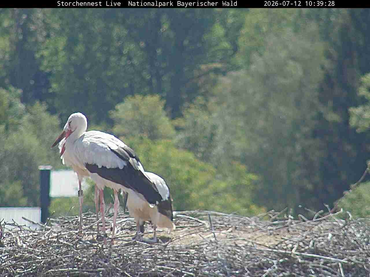 Archiv Foto Webcam Nationalpark Bayerischer Wald - Storchennest - Grafenau