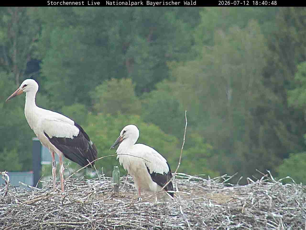 Archiv Foto Webcam Nationalpark Bayerischer Wald - Storchennest - Grafenau