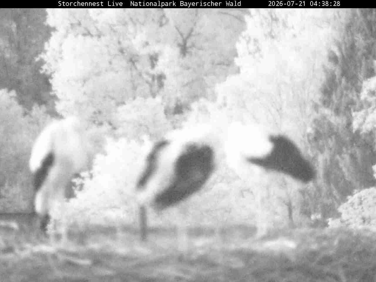 Archiv Foto Webcam Nationalpark Bayerischer Wald - Storchennest - Grafenau