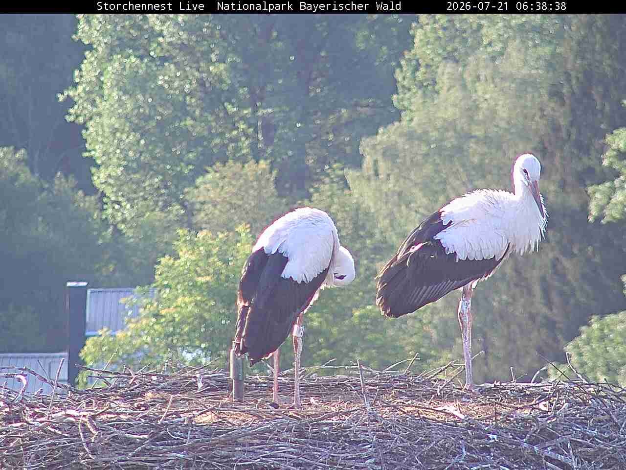 Archiv Foto Webcam Nationalpark Bayerischer Wald - Storchennest - Grafenau