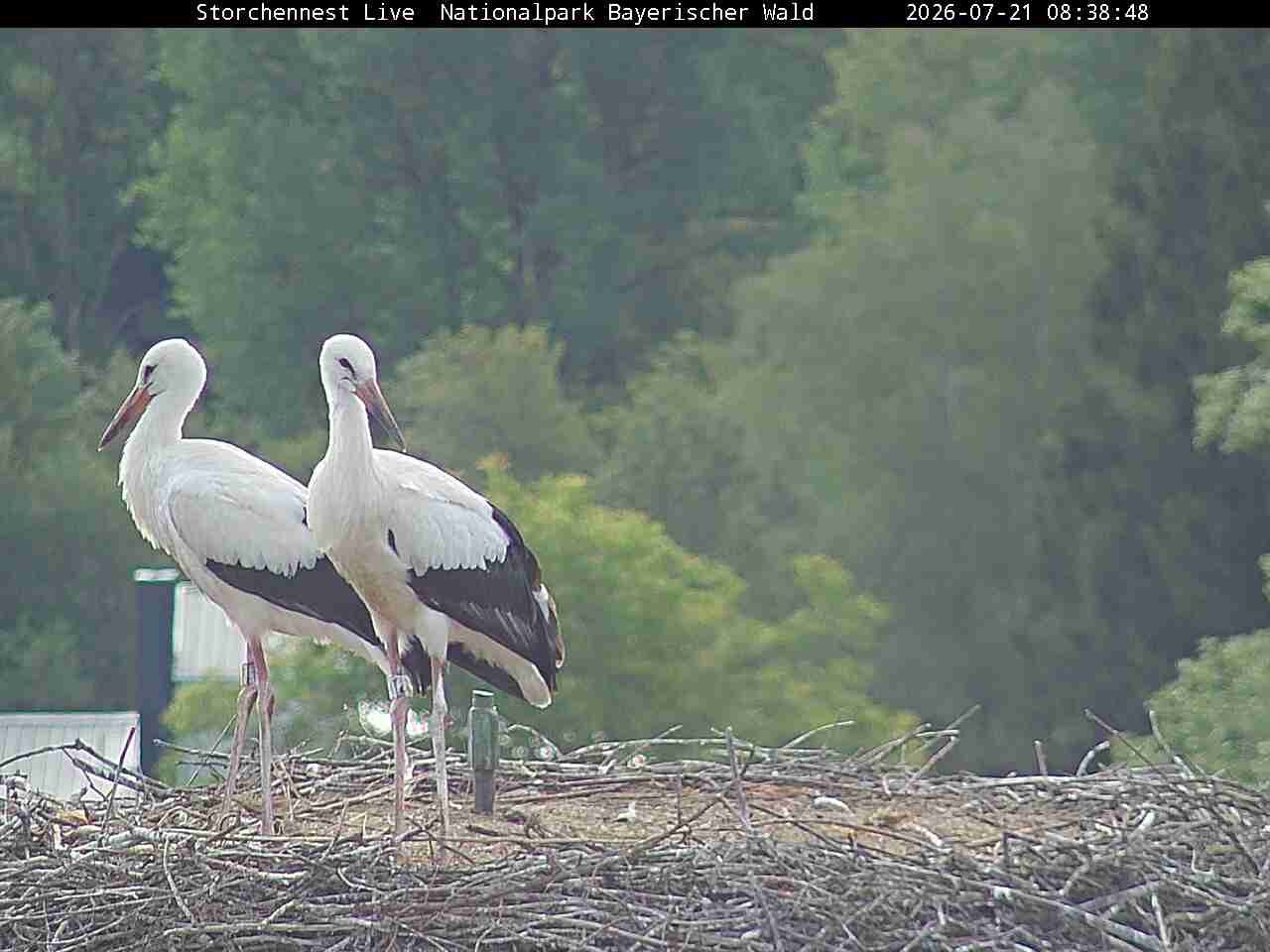 Archiv Foto Webcam Nationalpark Bayerischer Wald - Storchennest - Grafenau