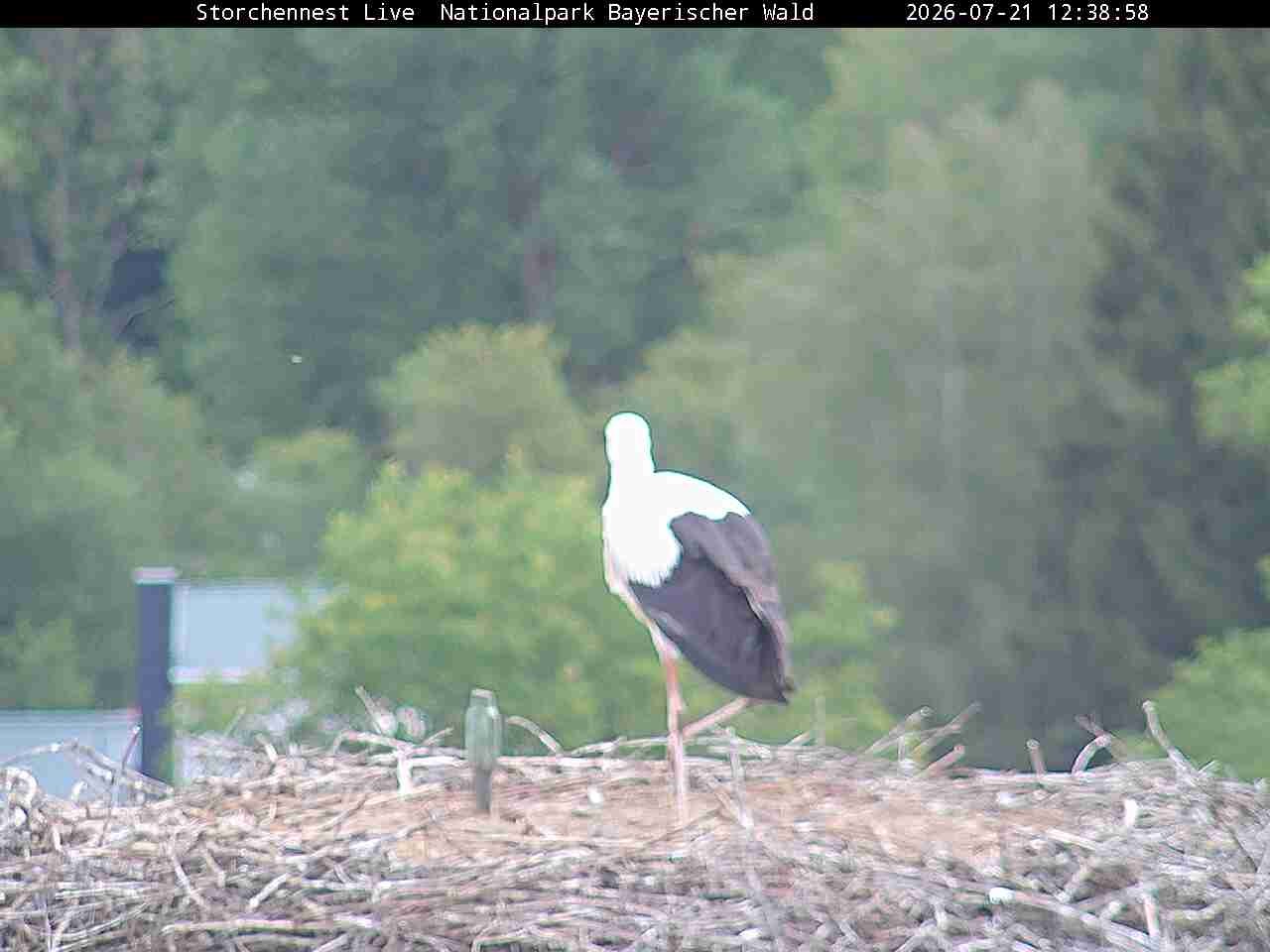 Archiv Foto Webcam Nationalpark Bayerischer Wald - Storchennest - Grafenau