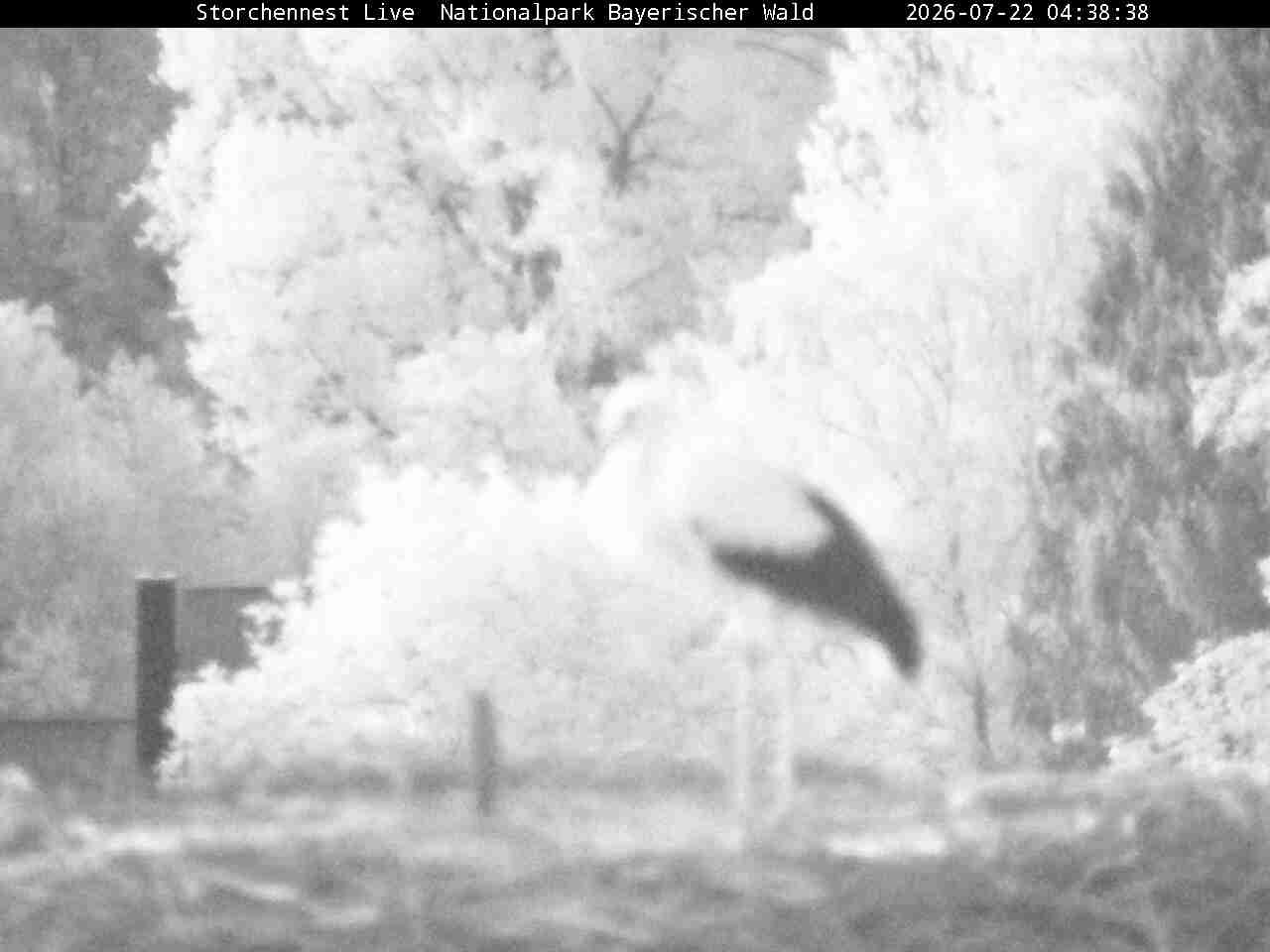 Archiv Foto Webcam Nationalpark Bayerischer Wald - Storchennest - Grafenau