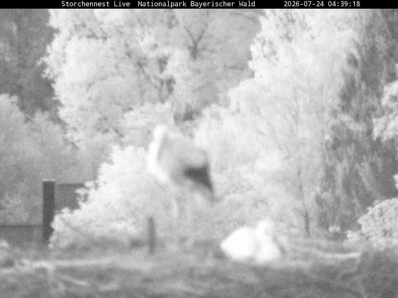 Archiv Foto Webcam Nationalpark Bayerischer Wald - Storchennest - Grafenau