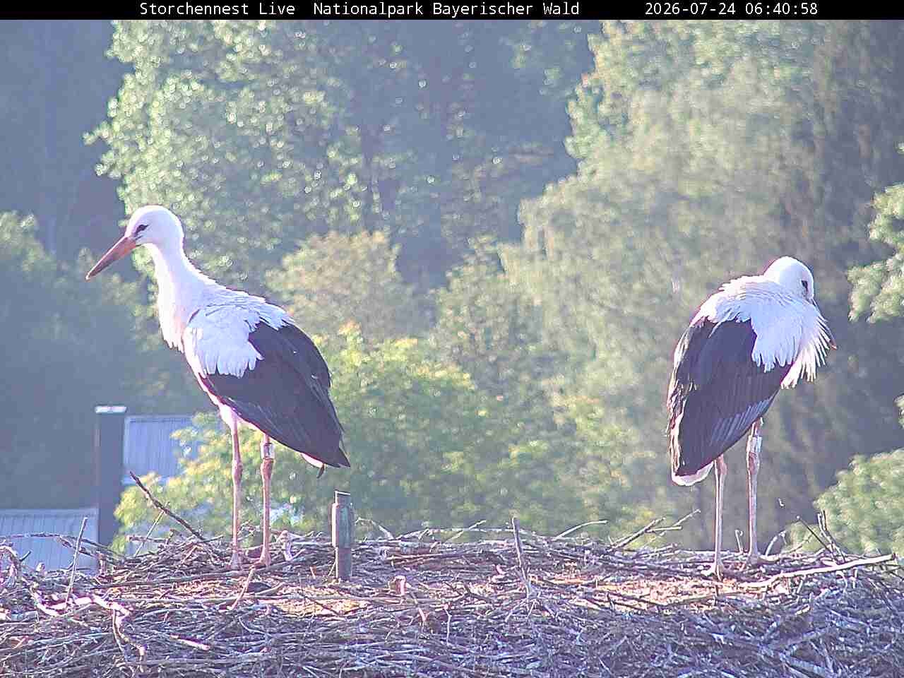 Archiv Foto Webcam Nationalpark Bayerischer Wald - Storchennest - Grafenau