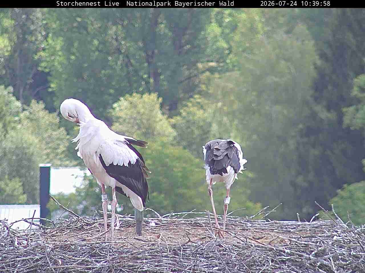 Archiv Foto Webcam Nationalpark Bayerischer Wald - Storchennest - Grafenau