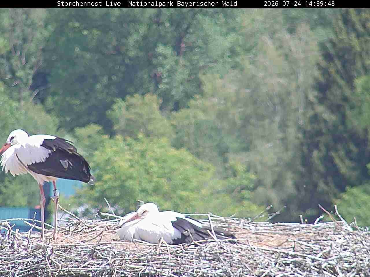 Archiv Foto Webcam Nationalpark Bayerischer Wald - Storchennest - Grafenau