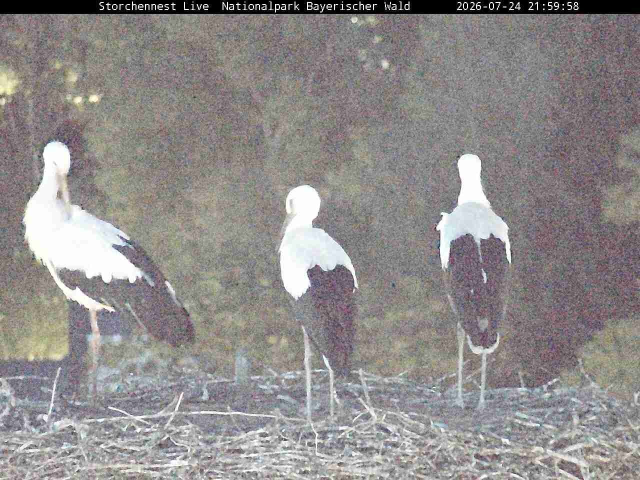 Archiv Foto Webcam Nationalpark Bayerischer Wald - Storchennest - Grafenau