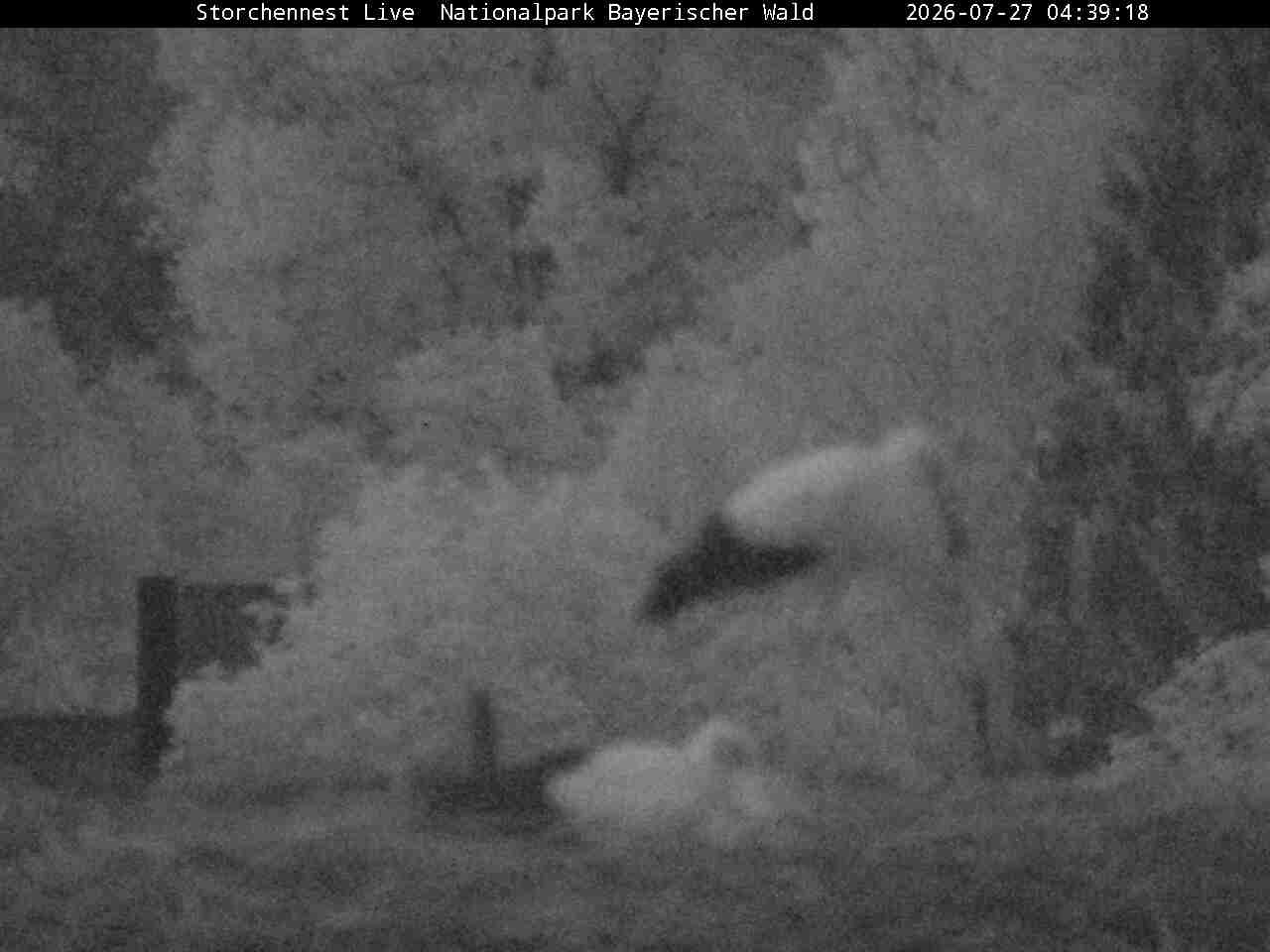 Archiv Foto Webcam Nationalpark Bayerischer Wald - Storchennest - Grafenau