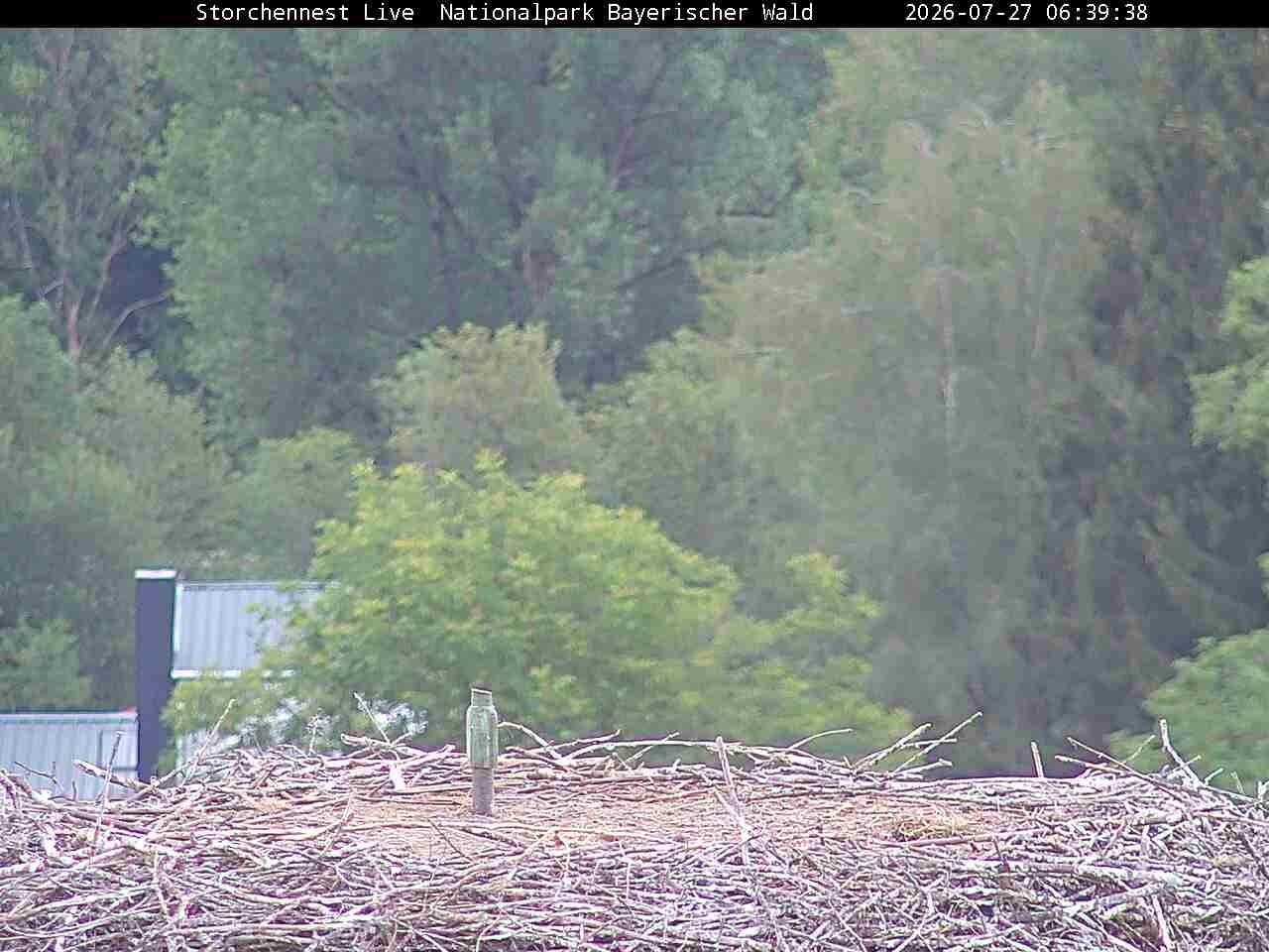 Archiv Foto Webcam Nationalpark Bayerischer Wald - Storchennest - Grafenau