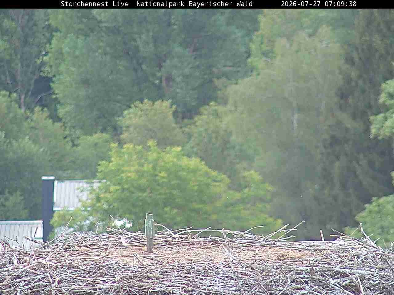 Archiv Foto Webcam Nationalpark Bayerischer Wald - Storchennest - Grafenau