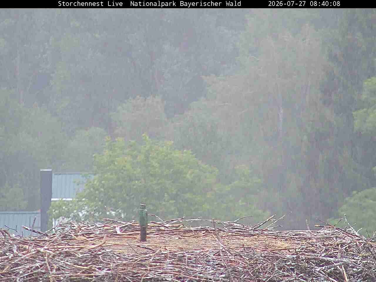 Archiv Foto Webcam Nationalpark Bayerischer Wald - Storchennest - Grafenau