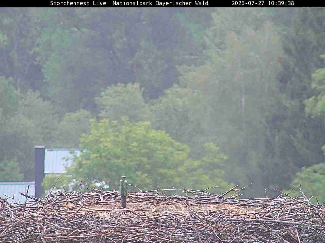 Archiv Foto Webcam Nationalpark Bayerischer Wald - Storchennest - Grafenau