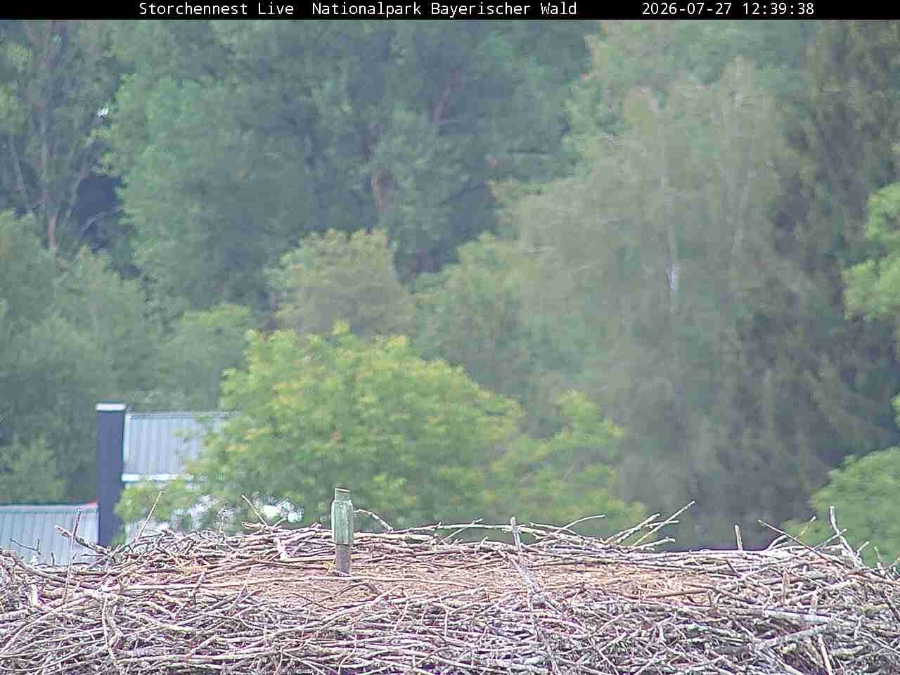 Archived image Webcam Bavarian Forest National Park - Stork Nest