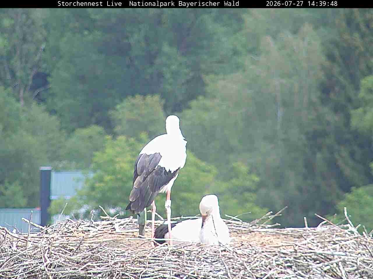 Archived image Webcam Bavarian Forest National Park - Stork Nest