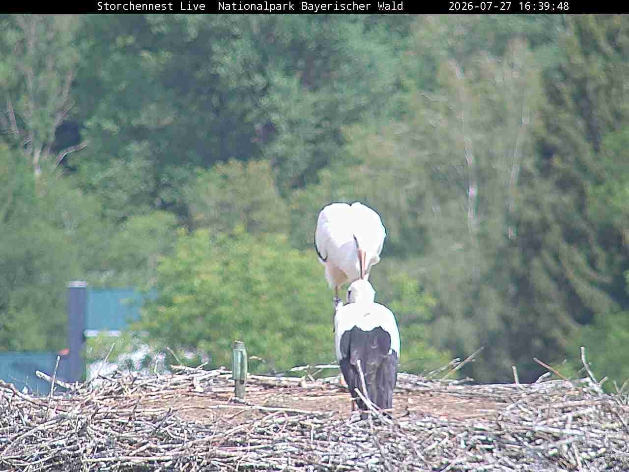 Archived image Webcam Bavarian Forest National Park - Stork Nest