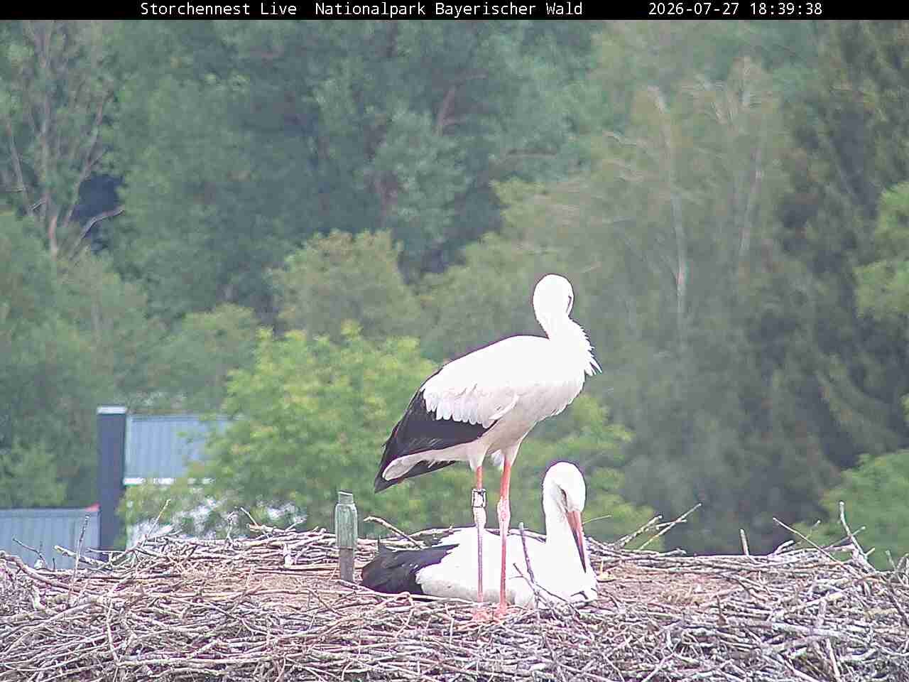 Archived image Webcam Bavarian Forest National Park - Stork Nest