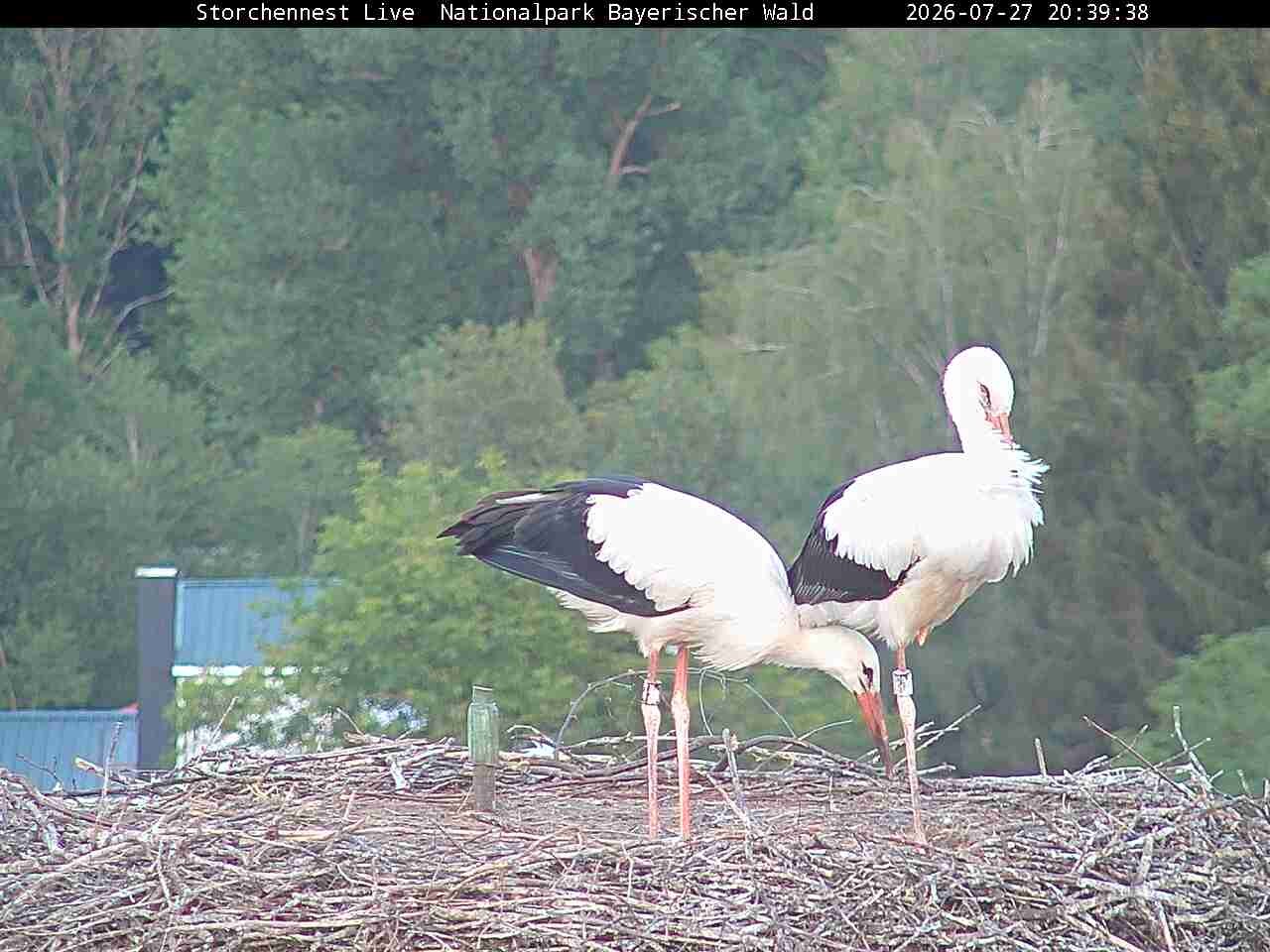 Archived image Webcam Bavarian Forest National Park - Stork Nest
