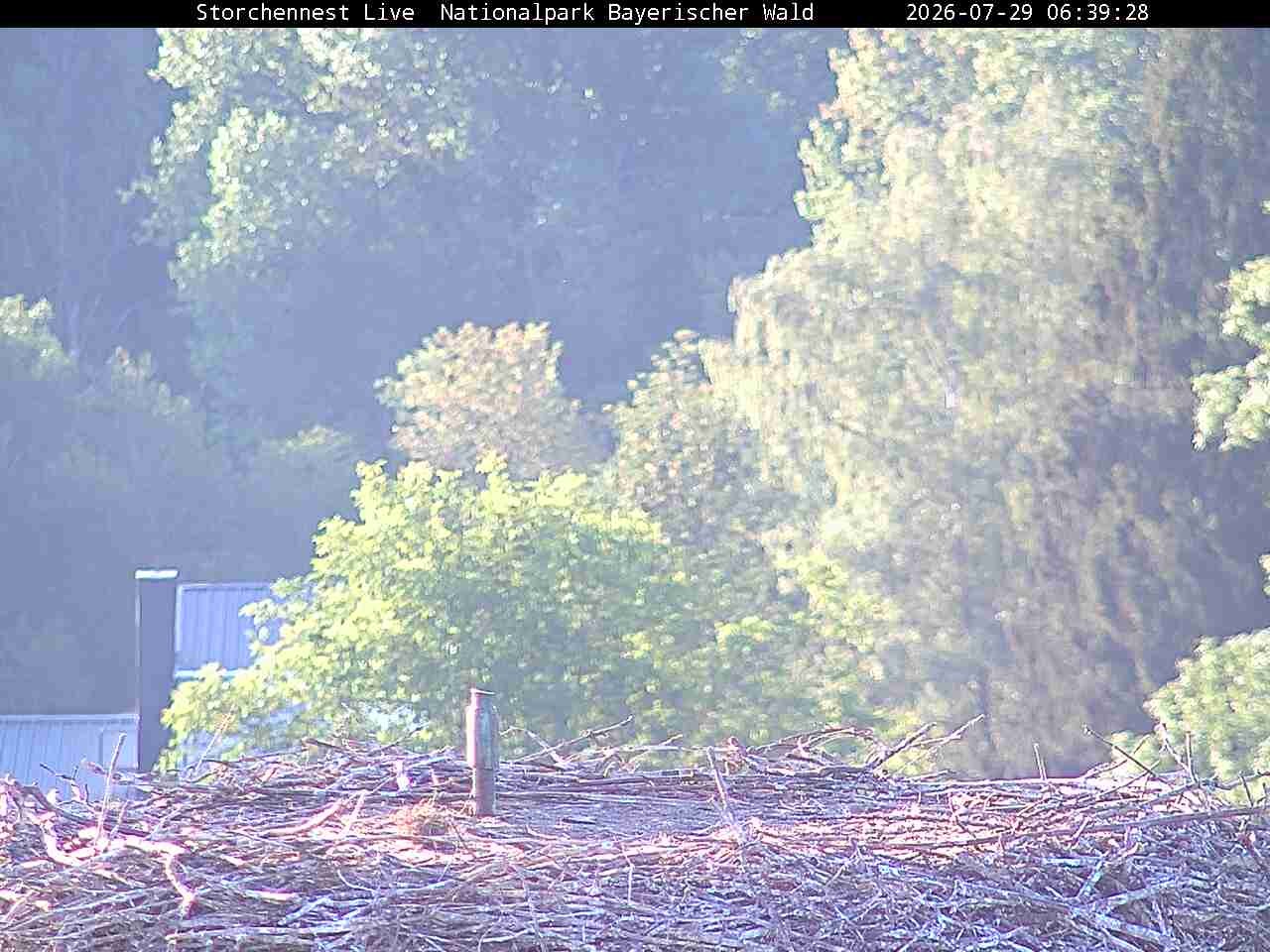 Archiv Foto Webcam Nationalpark Bayerischer Wald - Storchennest - Grafenau